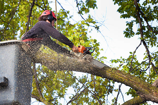 Large Tree Removal